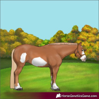 Horse Color:Chestnut Frame 