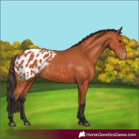 Horse Color:Bay Appaloosa 