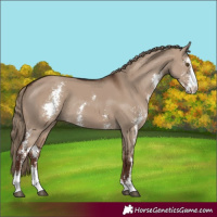 Horse Color:Liver Red Dun Sabino Rabicano 