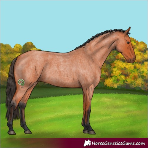 Horse Color:Bay Roan 