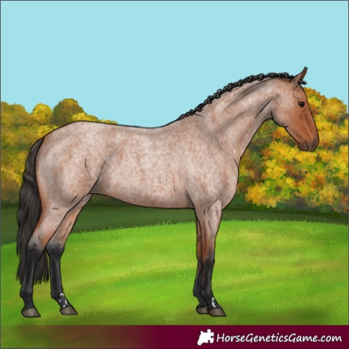 Horse Color:Bay Roan 