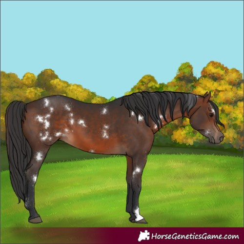 Horse Color:White Spotted Brown 