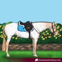 Horse Color:Gold Champagne Appaloosa 