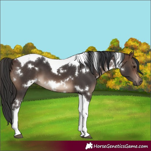 Horse Color:White Spotted Brown Tobiano 