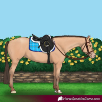 Horse Color:Amber Champagne 
