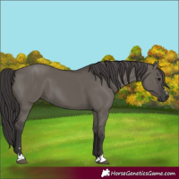 Horse Color:Smoky Grullo