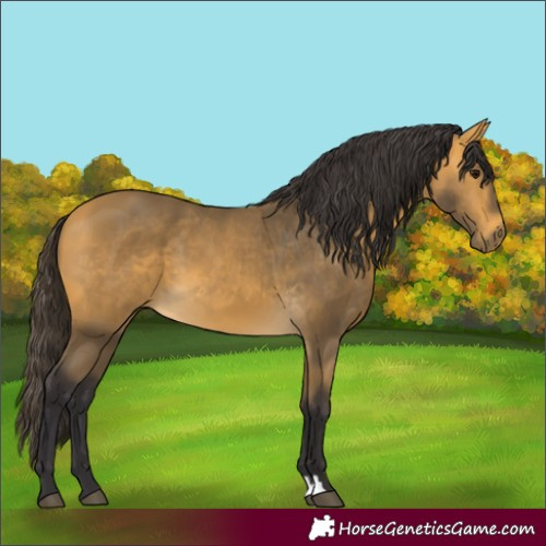 Horse Color:Buckskin 