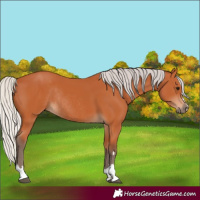 Horse Color:Silver Bay Rabicano 