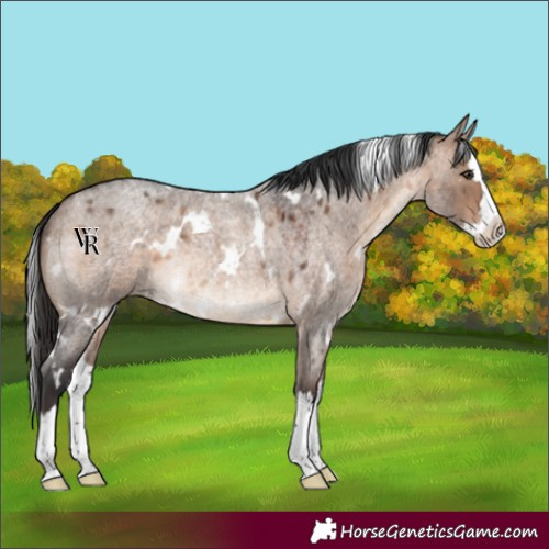 Horse Color:White Spotted Brown Roan Dun Splash Rabicano