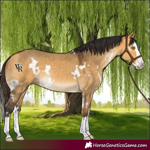 Horse Color:White Spotted Buckskin Dun Splash Rabicano 
