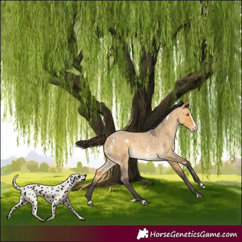 Horse Color:White Spotted Buckskin Roan Dun Splash Rabicano 