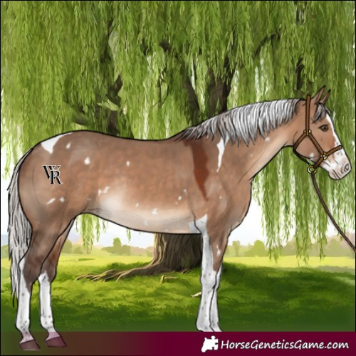 Horse Color:White Spotted Silver Brown Dun Splash Tobiano Rabicano