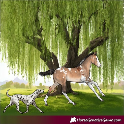 Horse Color:White Spotted Brown Dun Splash Tobiano Rabicano