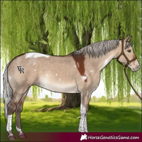 Horse Color:White Spotted Silver Brown Dun Splash Tobiano Rabicano
