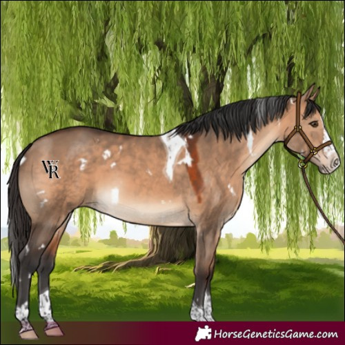 Horse Color:White Spotted Brown Dun Splash Tobiano Rabicano