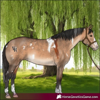 Horse Color:White Spotted Brown Dun Splash Tobiano Rabicano