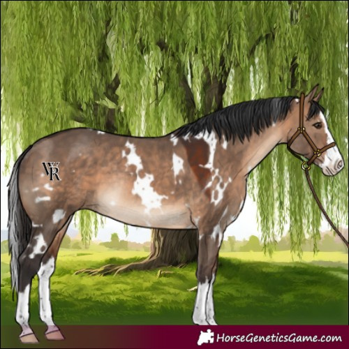 Horse Color:White Spotted Brown Dun Splash Rabicano