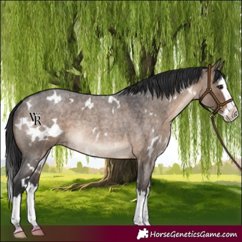 Horse Color:White Spotted Brown Roan Dun Splash Rabicano