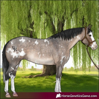 Horse Color:White Spotted Brown Roan Dun Splash Rabicano 