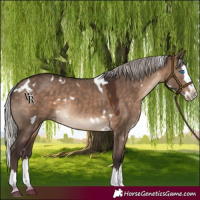 Horse Color:White Spotted Silver Brown Dun Splash Rabicano 