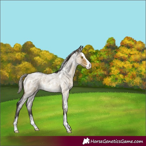 Horse Color:White Spotted Silver Buckskin Roan Dun Splash Rabicano 
