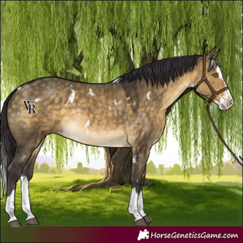Horse Color:White Spotted Buckskin Dun Splash Rabicano 