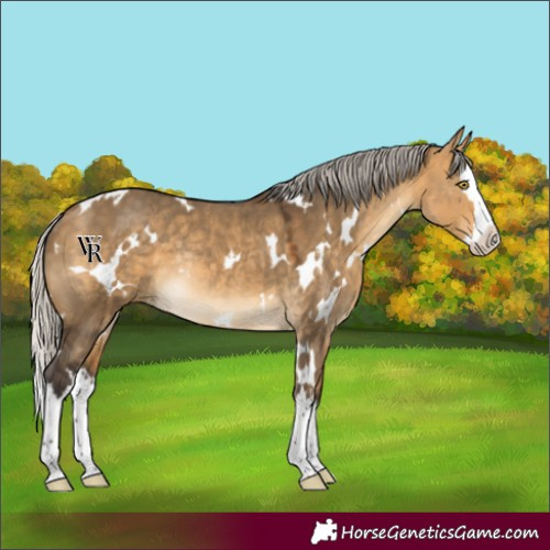 Horse Color:White Spotted Silver Buckskin Dun Splash Rabicano 
