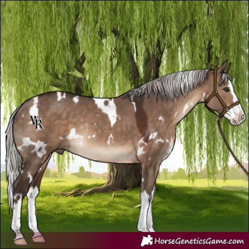 Horse Color:White Spotted Silver Brown Dun Splash Rabicano