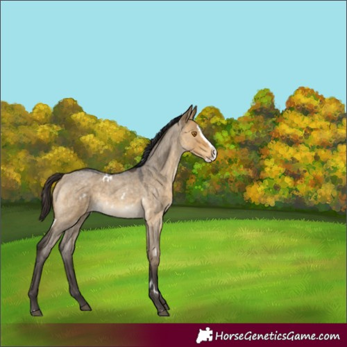 Horse Color:White Spotted Buckskin Roan Dun Splash Rabicano 
