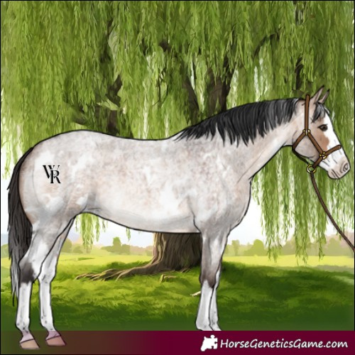 Horse Color:White Spotted Bay Roan Dun Splash Rabicano
