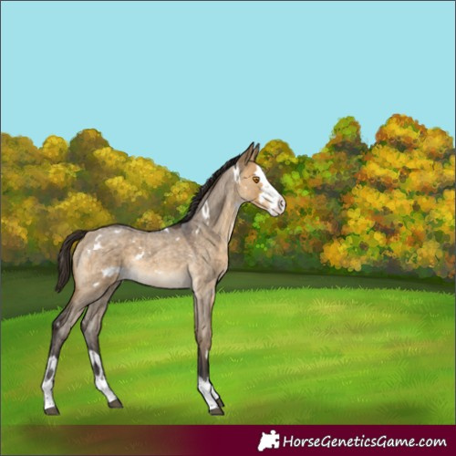 Horse Color:White Spotted Buckskin Roan Dun Splash Rabicano