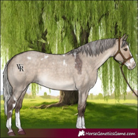 Horse Color:White Spotted Silver Brown Roan Dun Splash Rabicano 