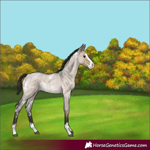 Horse Color:White Spotted Brown Roan Dun Splash Rabicano