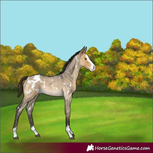 Horse Color:White Spotted Buckskin Roan Dun Splash Rabicano