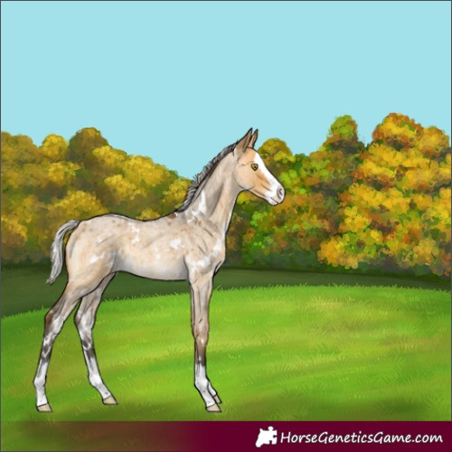 Horse Color:White Spotted Silver Buckskin Roan Dun Splash Rabicano