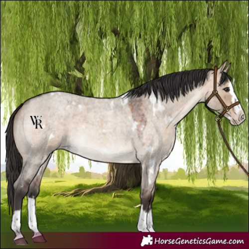 Horse Color:White Spotted Bay Roan Dun Splash Rabicano