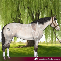 Horse Color:White Spotted Bay Roan Dun Splash Rabicano