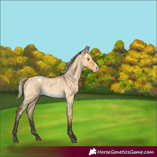 Horse Color:White Spotted Silver Buckskin Roan Dun Splash Rabicano