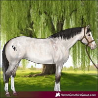 Horse Color:White Spotted Brown Roan Dun Splash Rabicano 