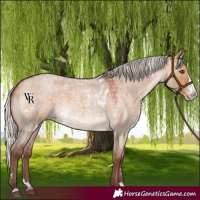Horse Color:White Spotted Silver Bay Roan Dun Splash Rabicano 