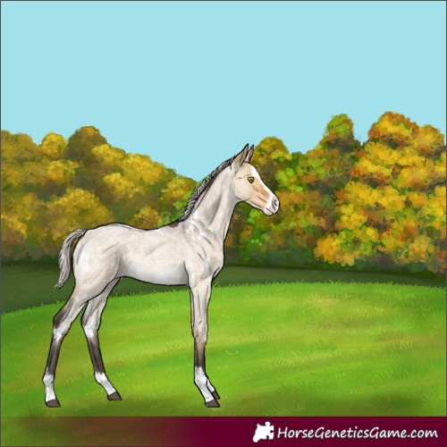 Horse Color:White Spotted Silver Buckskin Roan Dun Splash Rabicano