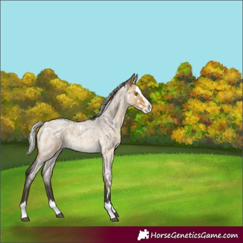 Horse Color:White Spotted Silver Buckskin Roan Dun Splash Rabicano 