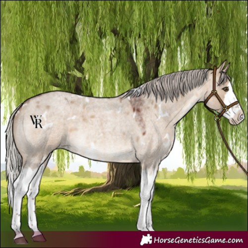 Horse Color:White Spotted Silver Brown Roan Dun Splash Rabicano 
