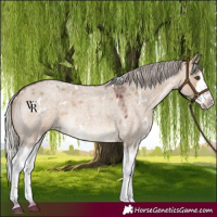 Horse Color:White Spotted Silver Brown Roan Dun Splash Rabicano