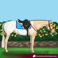 Horse Color:Palomino Appaloosa 