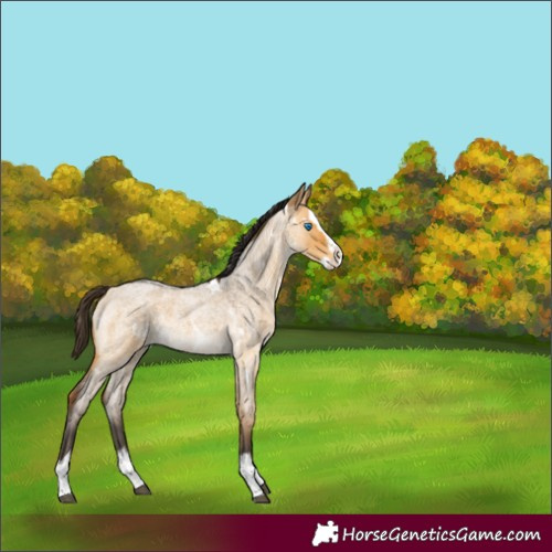 Horse Color:White Spotted Buckskin Roan Dun Splash Rabicano 