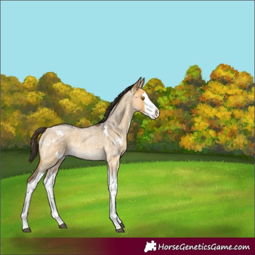 Horse Color:White Spotted Buckskin Roan Dun Splash Rabicano 