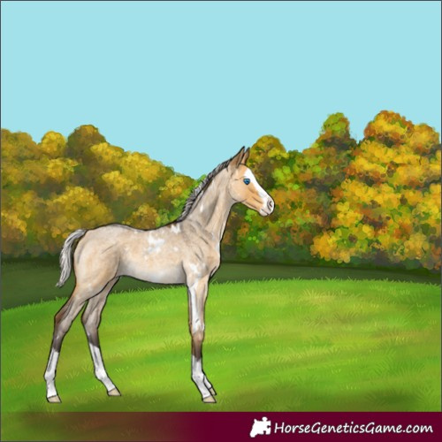 Horse Color:White Spotted Silver Buckskin Roan Dun Splash Rabicano 