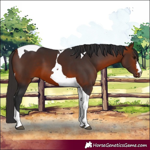 Horse Color:Bay Tobiano 
