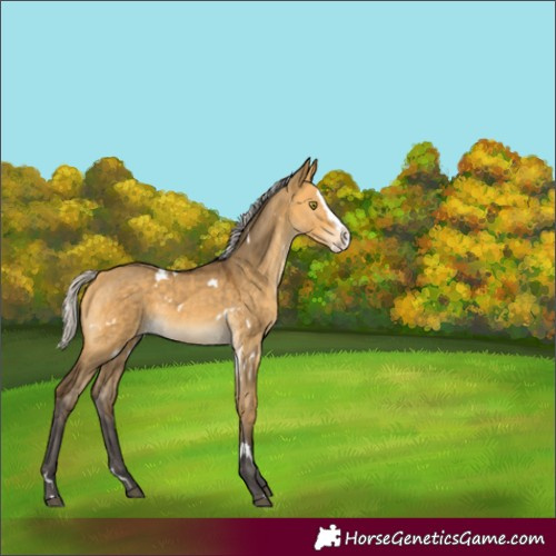 Horse Color:White Spotted Silver Buckskin Dun Splash Rabicano